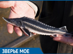 Большой и маленький шип больше не водятся в Волгоградской области