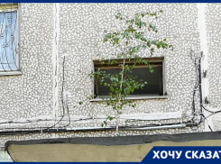 На козырке у подъезда волгоградского дома растет береза