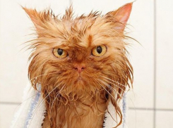 Две недели без горячей воды проведут жители двух районов Волгограда