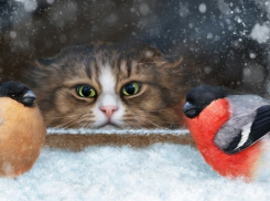 «Зверье мое»: какие птицы любят волгоградскую зиму 