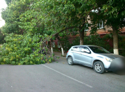 Падающие на улице Чуйкова деревья угрожают сохранности авто волгоградцев