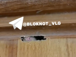 Крыса прогрызла вход в квартиру волгоградцев и попала на видео 