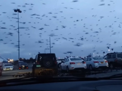 «Клюнули девочку в затылок»: в Волгограде вороны нападают на женщин и детей