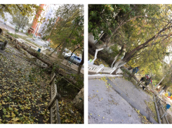 Ураганный ветер валит деревья в Волгограде