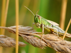 Саранча оккупировала два района Волгоградской области