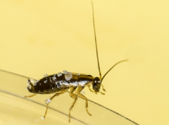 Роспотребнадзор предупредил жителей Волгограда о грядущем нашествии тараканов