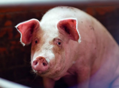 Африканская чума свиней зафиксирована в Руднянском районе