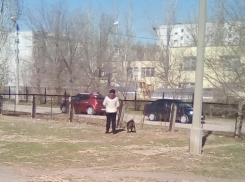 Волжан испугала бабушка с питбулем на школьном дворе 