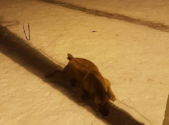    В Волгограде отравили собаку и бросили умирать на детской площадке