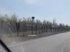 «Бочаров молчит либо сам даёт такие указания»: волгоградский активист об уничтожении деревьев