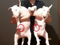 Соцсети шокировала волгоградка, сделавшая тату своим собакам