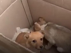 На видео женщина оставляет собак на пороге волгоградского приюта 