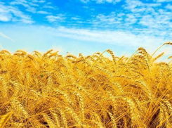 Волгоградской области предсказывают неурожай