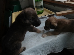 «Обмотали скотчем и выбросили в бак»: волгоградка пытается выходить и пристроить двух крошечных жертв живодеров