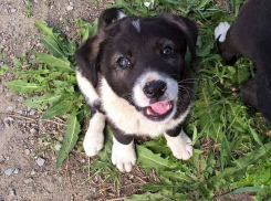 Волгоградский приют «Дино» уговорил Андрея Бочарова не отстреливать бездомных собак