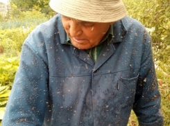 Дачники не могут спастись от обезумевшей мошки на юге Волгоградской области