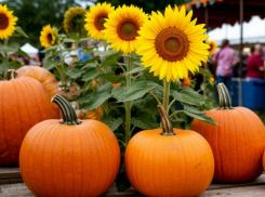 «Паленые» семена  кабачка, подсолнечника и тыквы нашли в Волгоградской области
