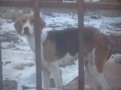 Петардами подрывают бездомных собак уставшие от длинных каникул волгоградцы