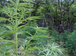 Под Волгоградом егерь выращивал в лесу марихуану и продавал приятелям