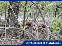 Живодеры стаями вырезают собак на юге Волгограда