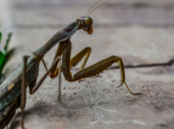Краснокнижный богомол рискует исчезнуть из Волгоградской области