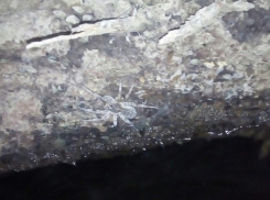 Вид огромного тарантула напугал волгоградца ночью