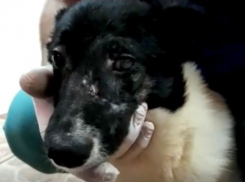 «Дело должно быть возбуждено»: активисты продолжают добиваться правды и лечить уцелевших в бойне животных