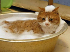 Жители Центрального района Волгограда с понедельника останутся без горячей воды