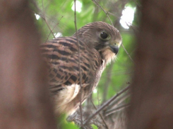 Семейство соколов поселилось по соседству со студентами в здании ВолГУ