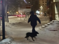 В центре Волгограда на чиновника напала бродячая собака