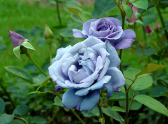 Лиловые и сиреневые ароматные розы зацвели в Волгоградском ботаническом саду