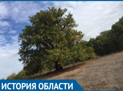 Дуб на острове Сарпинский официально признан самым древним деревом Волгоградской области