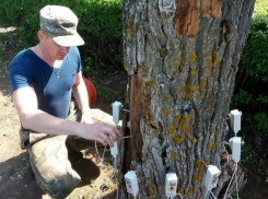 Аллея тополей на Мамаевом кургане в Волгограде может быть вырублена 