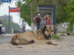 Тридцать тысяч стрясли с мэрии Волгограда за укус бездомной собаки