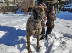 Питбуля Риту в мороз вышвырнули на улицу в Волгограде
