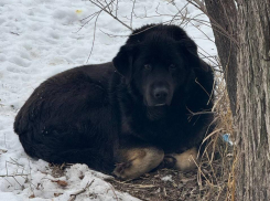 «Добродушный, но предпочитает мужчин»: побег из приюта совершен во время атаки ВСУ на Волгоград 