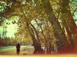 Волгоградские сторонники перевода часов не успевают собрать грибы в лесу