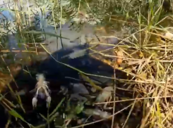 В Волгоградской области сняли на видео массовую гибель раков