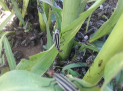 Вместе с саранчой угодья волгоградских дачников и фермеров атаковал другой опасный вредитель