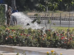 Полив клумб под яростным напором сняли на видео в Волгограде