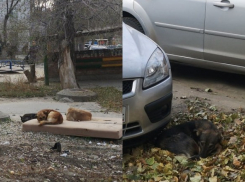 Стая собак набросилась на 10-летнего кадета на западе Волгограда