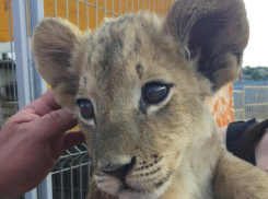 Львенок, тигрицы, ручной эквилибр: в Волгограде пройдет бесплатное представление для детей