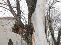 Начинают пилить деревья: в Волгограде приступают к благоустройству на проспекте Жукова