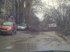 На севере Волгограда  ураганный ветер валит деревья 