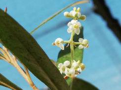 Настоящее чудо: под Волгоградом спустя двадцать лет впервые зацвела олива