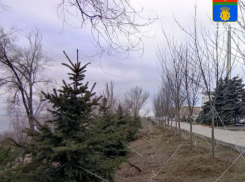 Высадкой деревьев в разгар зимы удивили волгоградские чиновники 