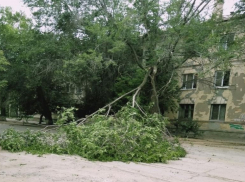 Массово ликвидировать последствия штормового ветра вынуждены коммунальщики в Волгограде