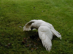 В Волгоградской области орнитологи зафиксировали появление орлана-альбиноса 
