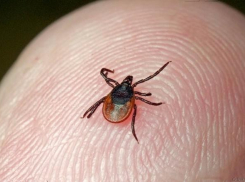 В Волгоградской области продолжают свирепствовать клещи