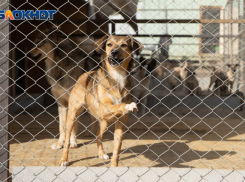 Волгоград и Волжский признали неблагополучными по бешенству городами
